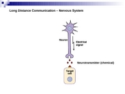 Lecture 10 - Neurons and Membrane Potential Spring 08