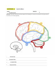 Homework_2.0___Label_the_Brain.pdf