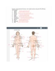 Anatomical Terminology.pdf