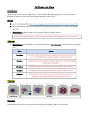 FA_ Mitosis Cell Division Lab-1.docx