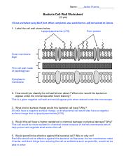Bacteria Cell Wall worksheet.pdf