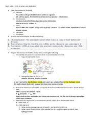 13 - Study Guide - DNA, replication.docx