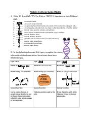 Protein synthesis notes.docx