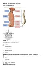 Anatomy - Torso