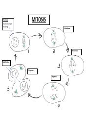 Mitosis1.pdf