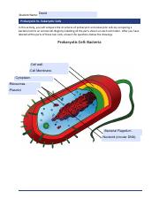 ProkaryoticVsEukaryotic.pdf