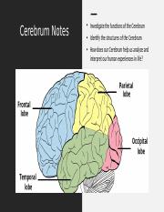 Cerebrum Notes (1).pptx