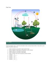 Carbon Cycle Worksheet.pdf