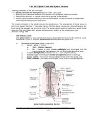 AP1-Lab12-Spinal-Cord-and-Spinal-Nerves-FA2020.docx