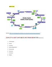 KREB'S CYCLE.pdf