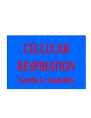 Cellular_ respiration 3.ppt
