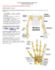 TEMA huesos extremidades superior e inferior.docx