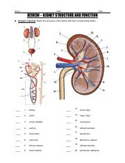Kidney Structure and Function  (Student).pdf