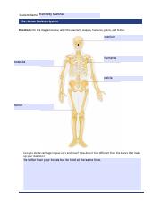 HumanSkeletonSystem_worksheet.pdf