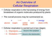 8Cellular Respiration