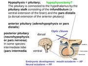 Hypothalamus Pituitary Over-view