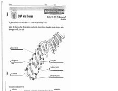 Ariana Rutherford - dna review sheets.pdf