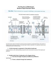 Aleksia Prifti - 7.2 - Biozone - The Structure of Membranes Worksheet.pdf