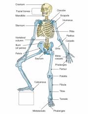 Skeleton.pdf