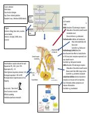 Concept map Asthma 2020.docx