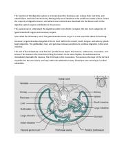 The function of the digestive system.docx