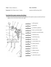 Functional Microscopic Anatomy of the Kidney_conato.pdf