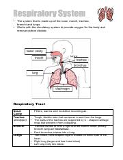 Lesson 10 Respiratory System.pdf