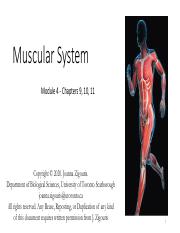 Lecture 4 - Musclular System_UPDATED.pdf