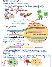 Theme 2 - From Gene to Protein.pdf