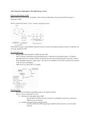 Bio 12 - Cellular Respiration Notes.pdf