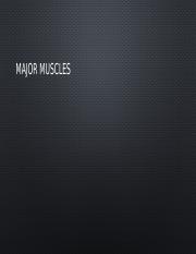 Major Muscle.pptx