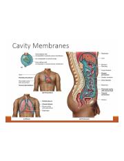 Cavity Membranes.png