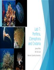 Lab 7 Porifera, Ctenophora, Cnidaria.pptx