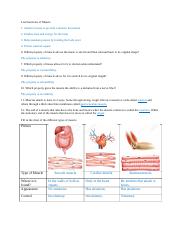 HS Muscle Introduction.docx