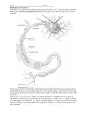 Anatomy of Neuron Worksheet.docx