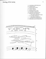 OPT 105 CH2 Histology of the Cornea Coloring Book.pdf