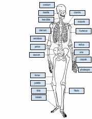 Copy of Skeleton Labeling.pdf