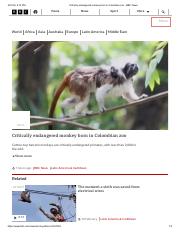 Critically endangered monkey born in Colombian zoo - BBC News.pdf