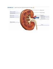 Kidney Labeling.pdf