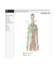 Distribution of lymphatic vessels and lymph nodes.docx