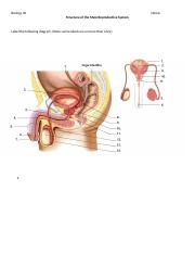 Copy_of_Chapter_14_-_Structure_of_the_Male_Reproductive_System.docx