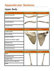 Appendicular Skeleton PDF.pdf