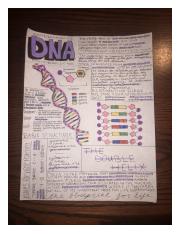 DNA Notes.jpeg