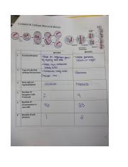 Compare and Contrast Mitosis & Meiosis- Taylor Werner.docx