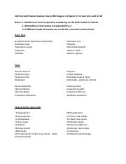 Human muscle list S '23.docx