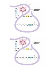label_the_bonds_in_tertiary_structure.doc