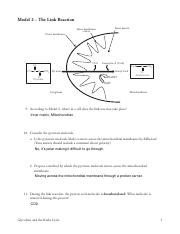 Phurbu Bhuti - 17_  The Link Reaction and The Krebs (Citric Acid) Cycle.pdf