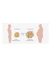 adipose-tissue-function-obesity-adipocyte-png-favpng-qTLfFHHBAVTY8krRRm0Cck9S8.jpeg