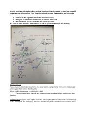 SBI4U_ U2_ 4A - Photosynthesis - portfolio.pdf