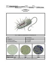 Activity 7 Cells.pdf